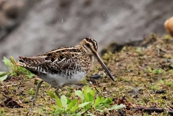 Common Snipe Isanuma Mon, 3/25/2024