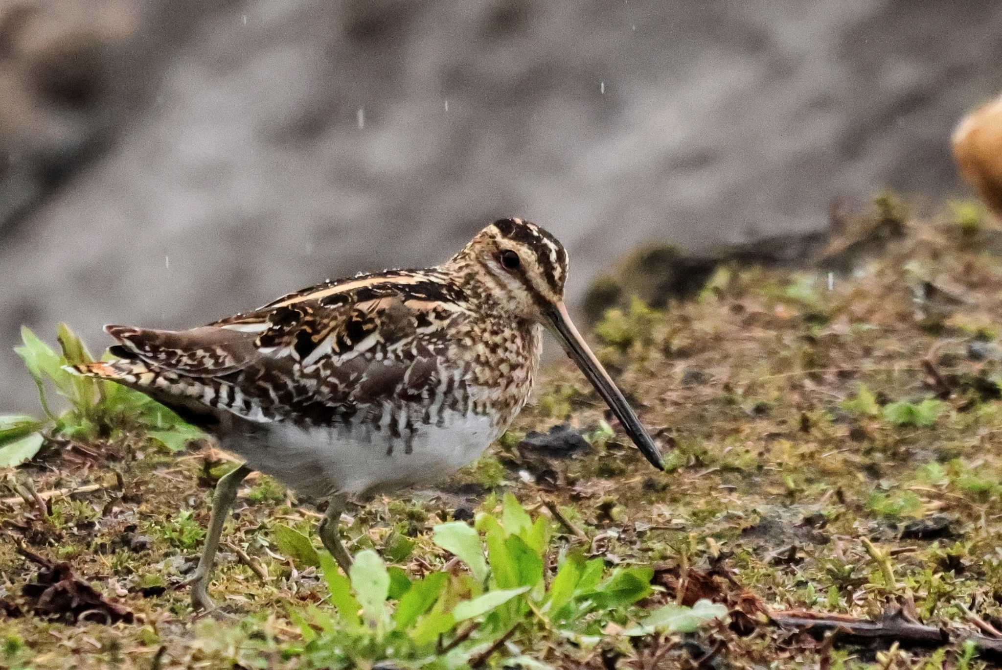 Photo of Common Snipe at Isanuma by ひろ