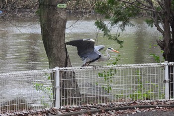 アオサギ 航空公園 2023年3月27日(月)