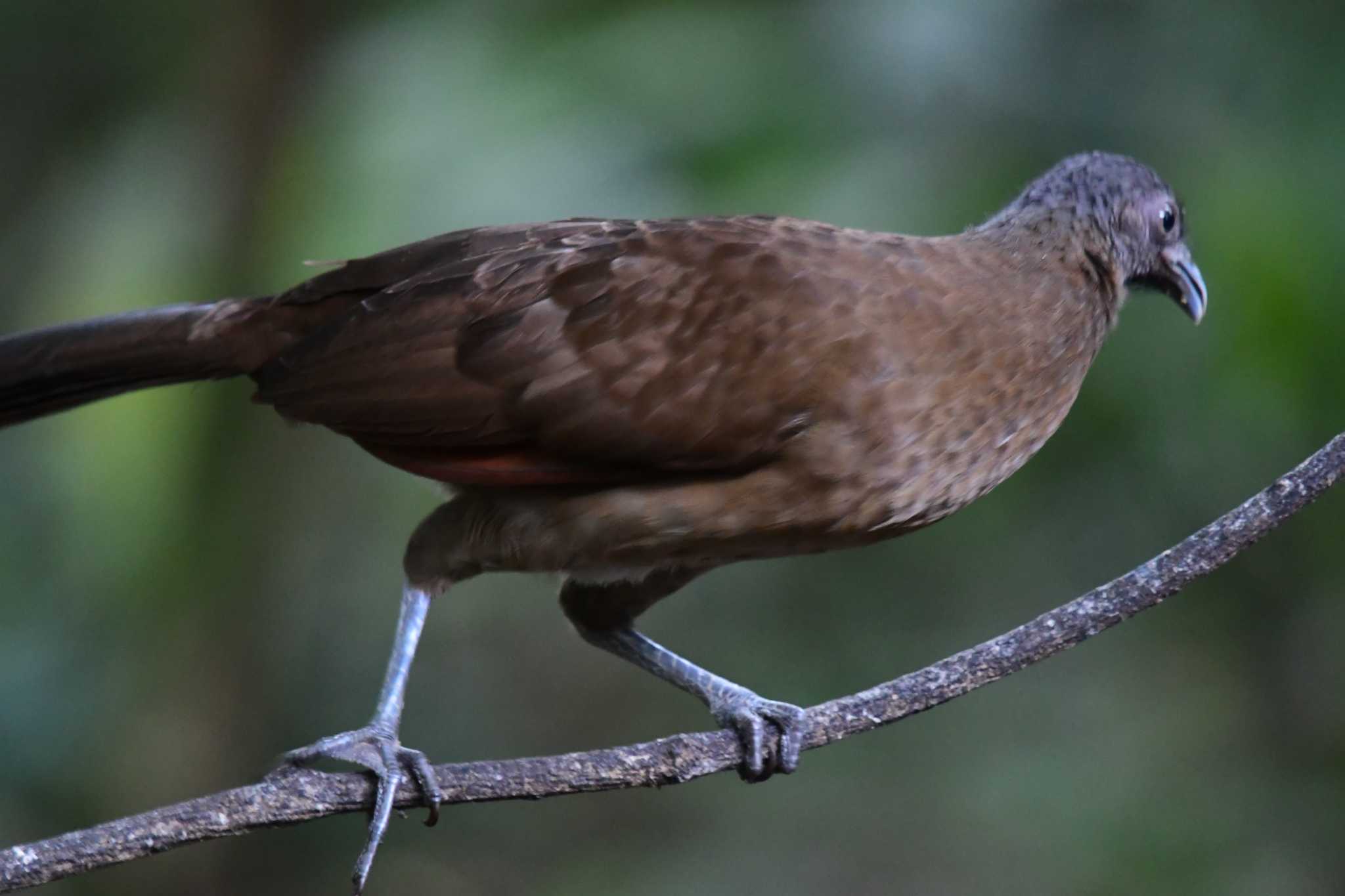 Grey-headed Chachalaca