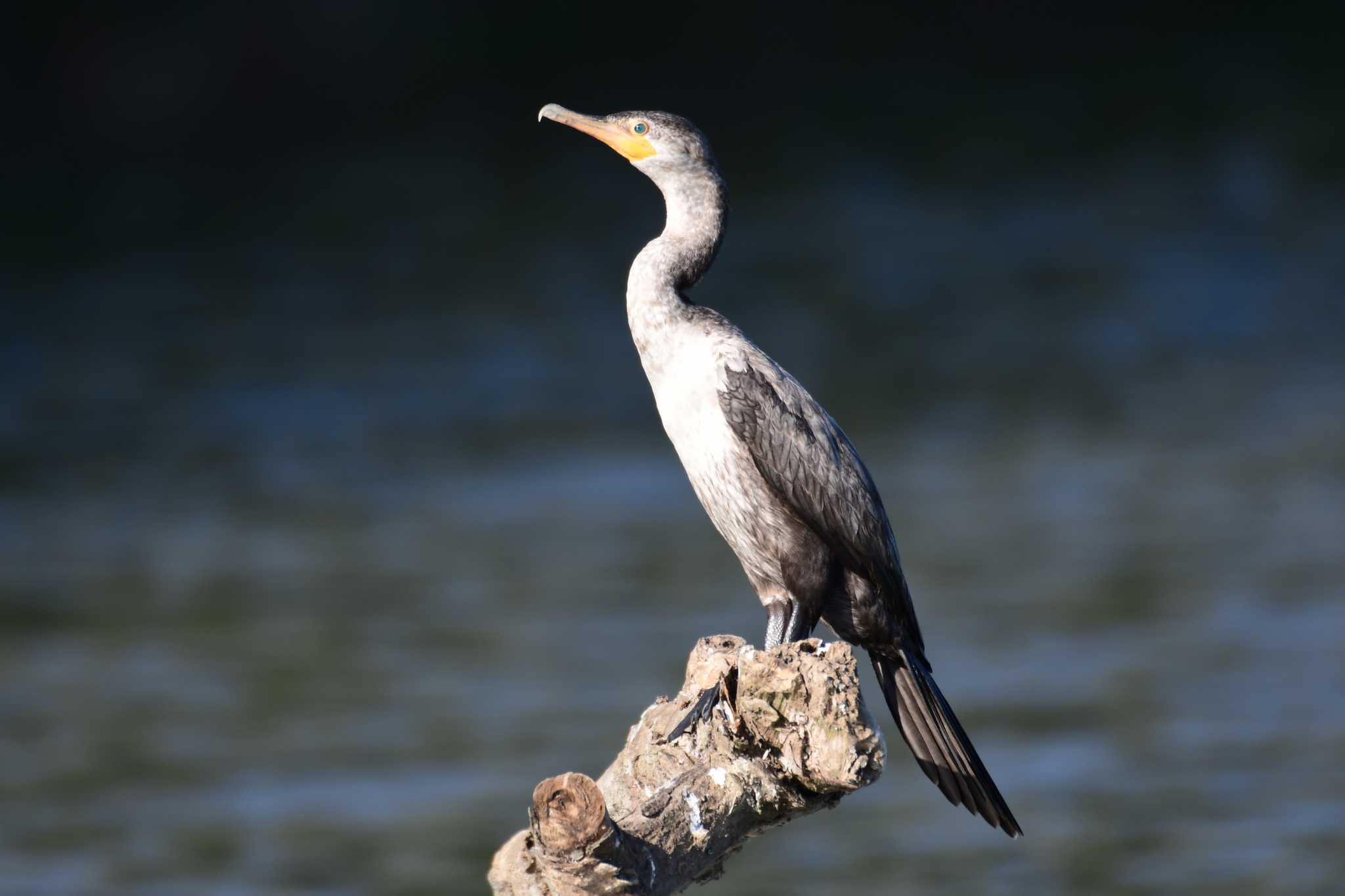 Photo of Neotropic Cormorant at コスタリカ by でみこ