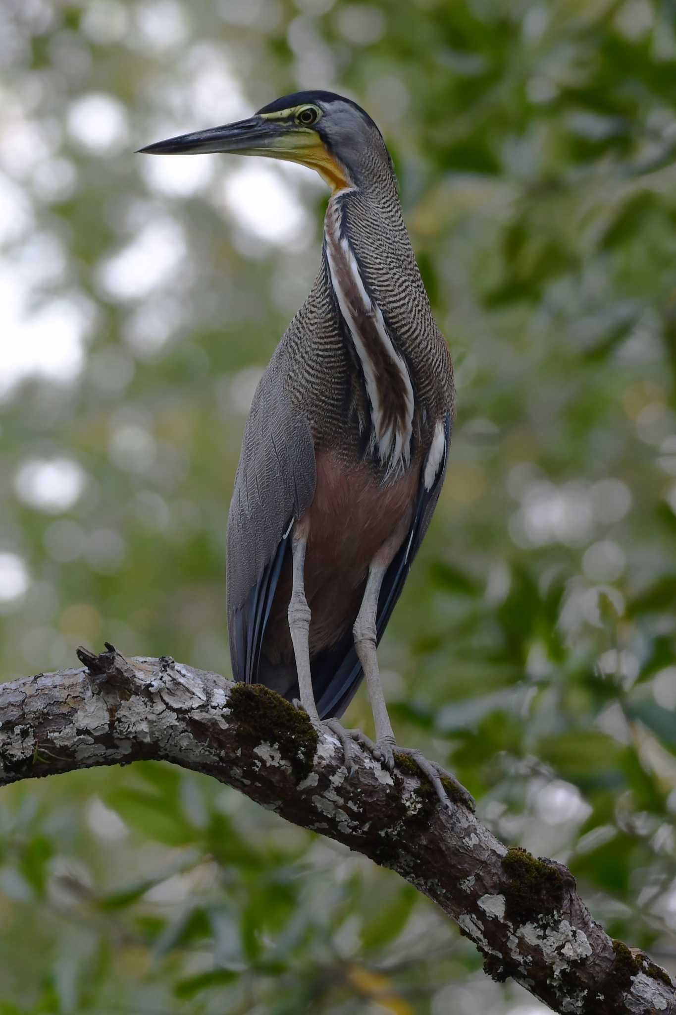 Bare-throated Tiger Heron