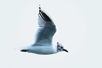 ズグロカモメ ふなばし三番瀬海浜公園 2024年3月17日(日)