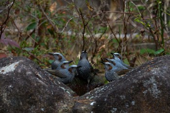 Sun, 1/7/2024 Birding report at Kasai Rinkai Park