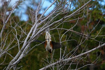 Brown-headed Thrush Kasai Rinkai Park Sun, 1/7/2024