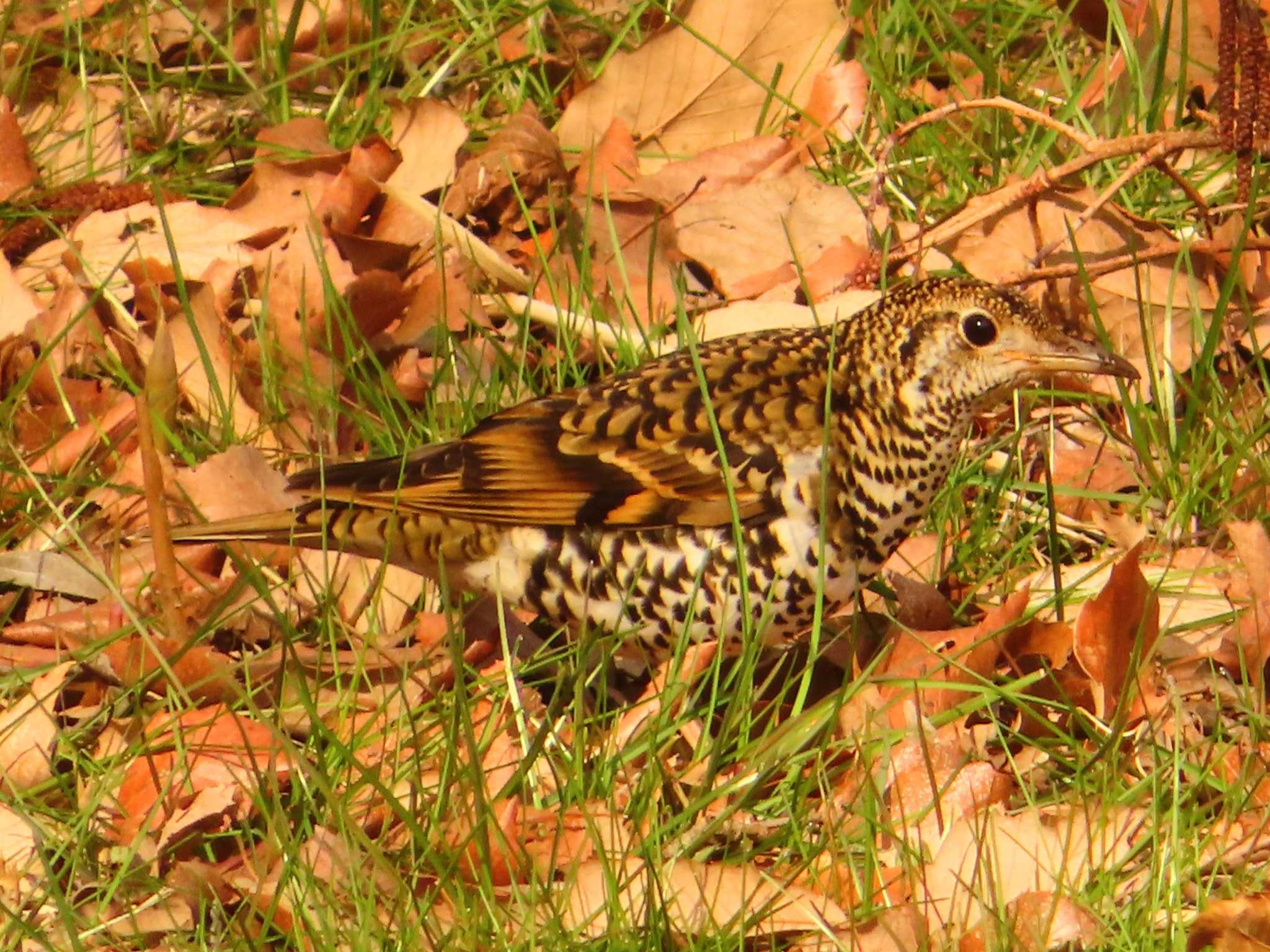 Photo of White's Thrush at Maioka Park by ゆ