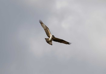 Osprey Kasai Rinkai Park Sun, 1/7/2024