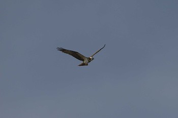 Osprey Kasai Rinkai Park Sun, 1/7/2024