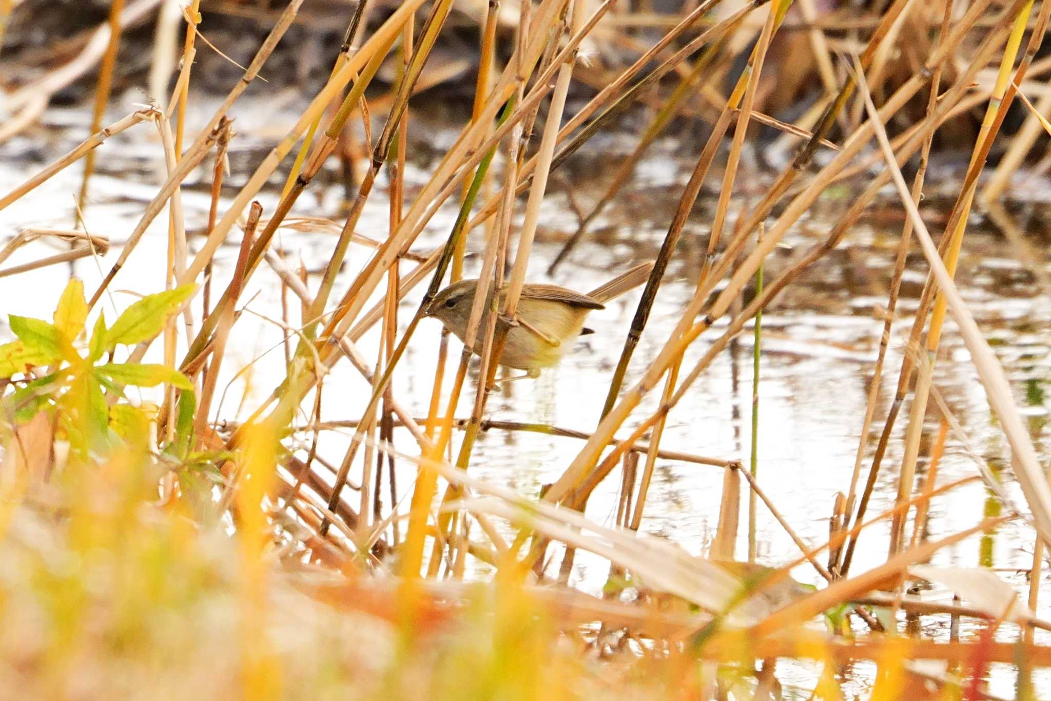 葛西臨海公園 ウグイスの写真 by na san