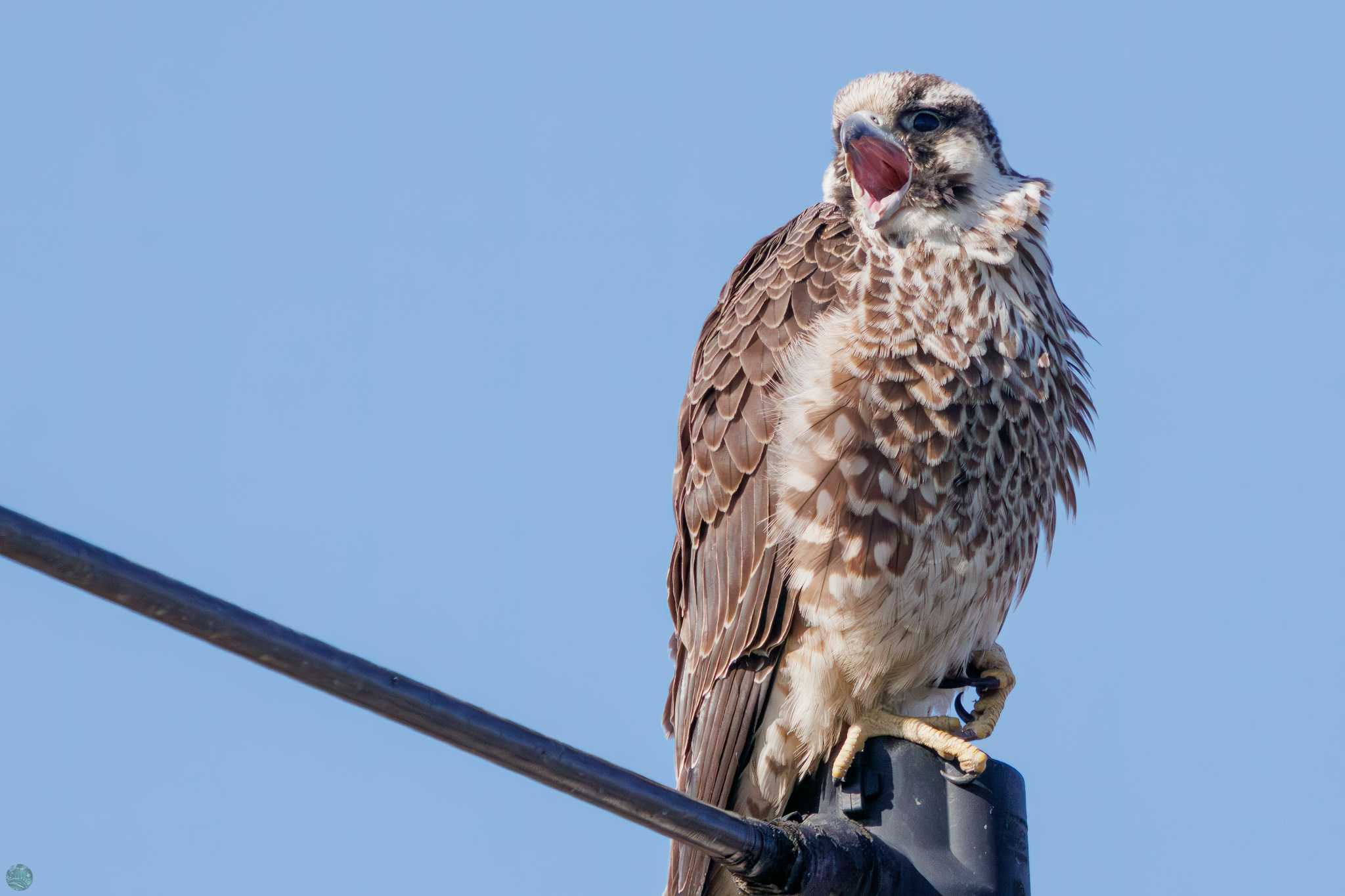 Peregrine Falcon(calidus)