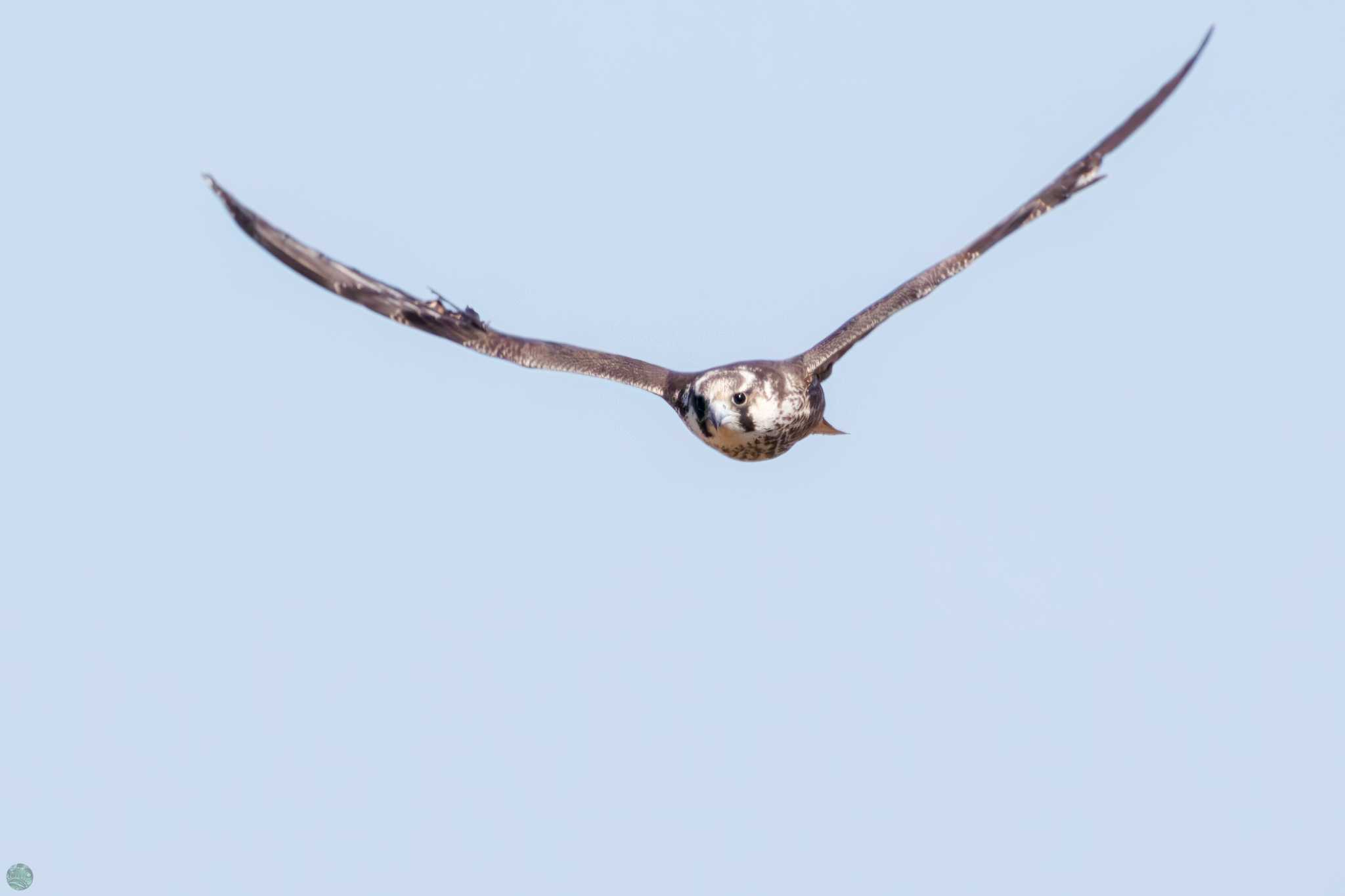 Peregrine Falcon(calidus)