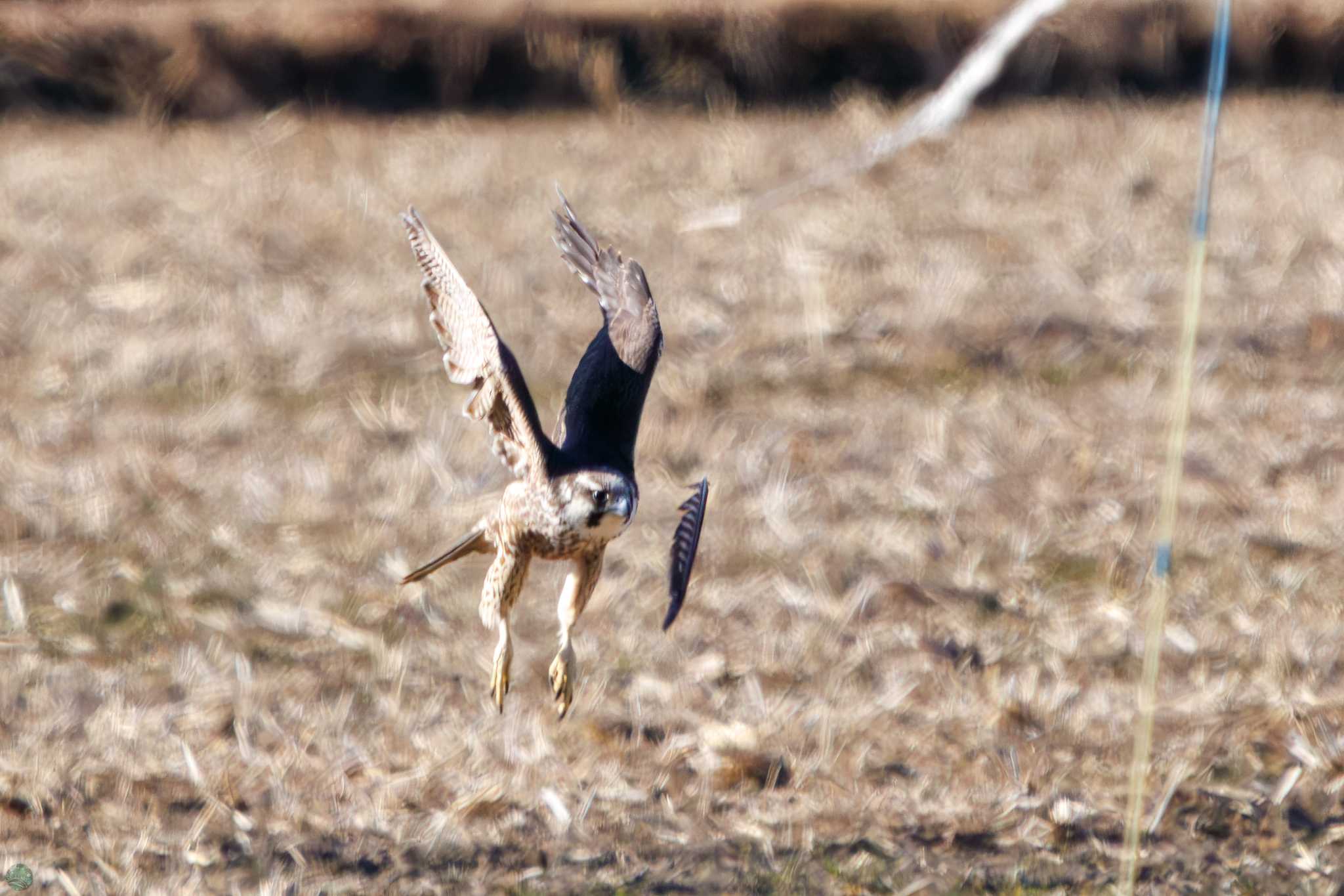 Photo of Peregrine Falcon(calidus) at Watarase Yusuichi (Wetland) by d3_plus