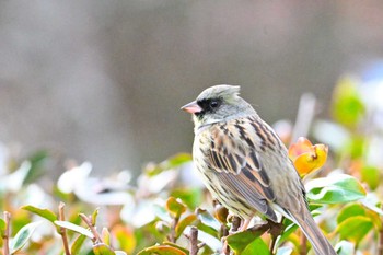 アオジ 馬見丘陵公園 2024年1月13日(土)