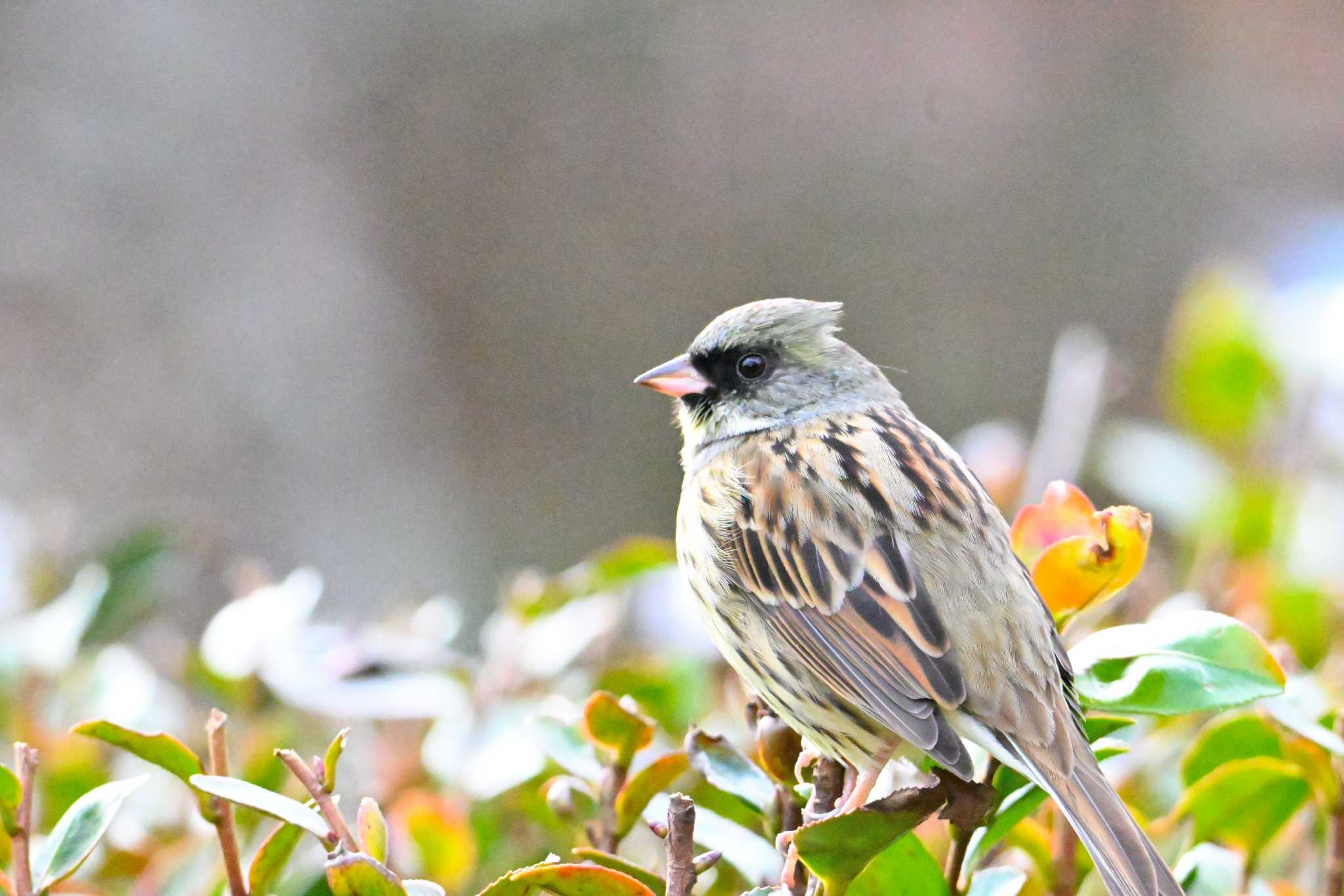 Masked Bunting