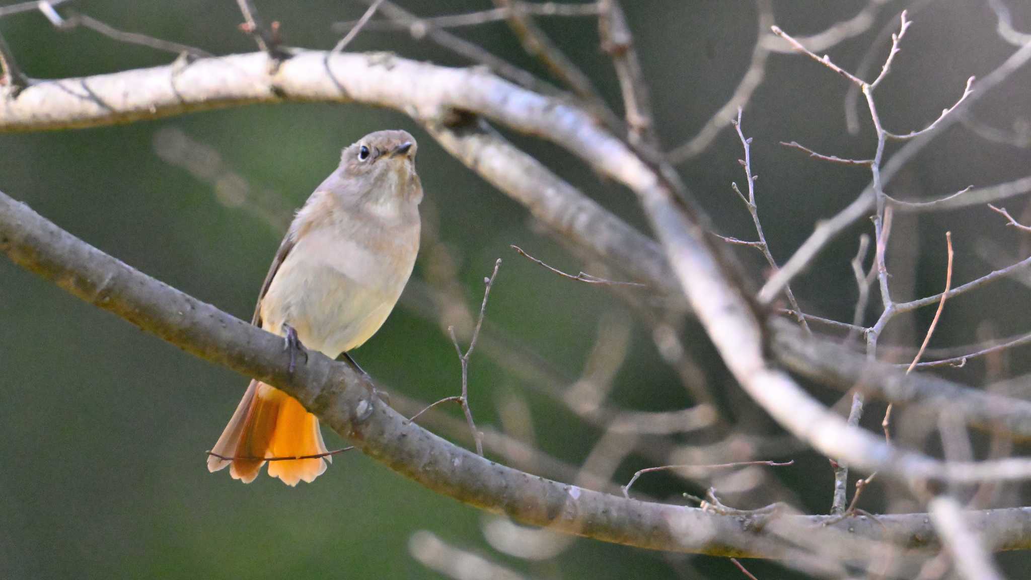 Daurian Redstart