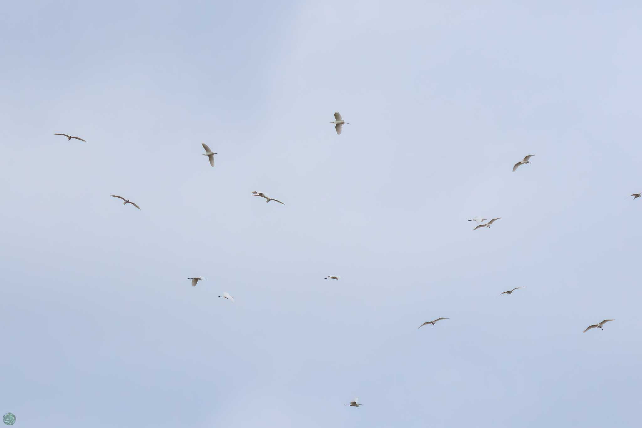 Great Egret