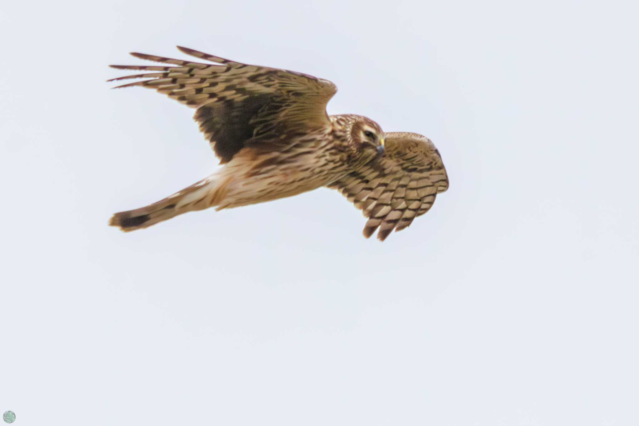 Hen Harrier