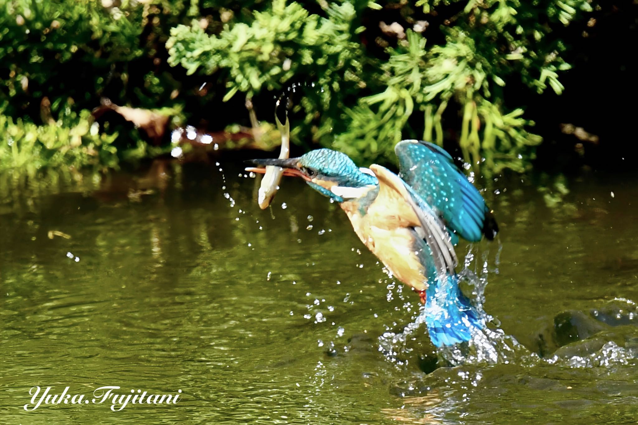 捕食(カワセミ) by Yuka_fujitani