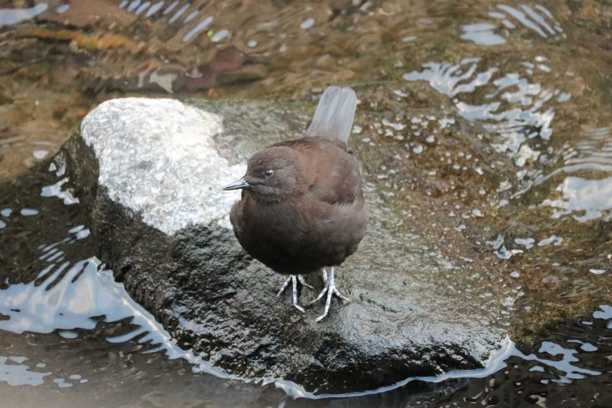 カワガラス