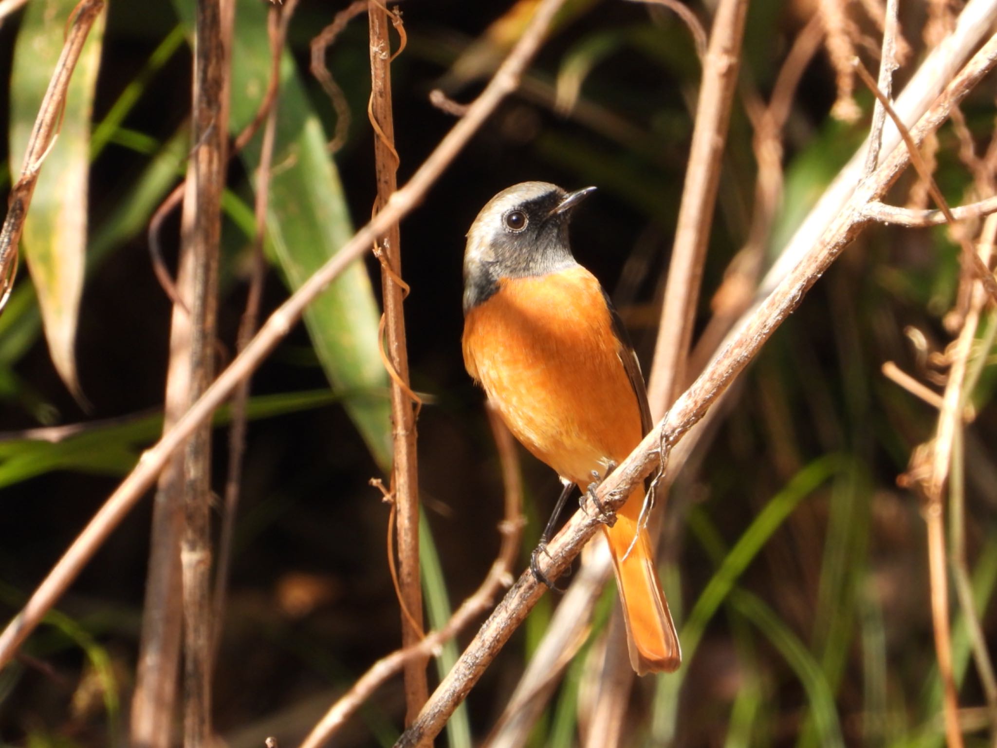 Daurian Redstart