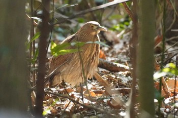 Japanese Night Heron Mizumoto Park Sun, 3/17/2024