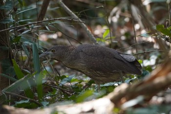 Japanese Night Heron Mizumoto Park Sun, 3/17/2024