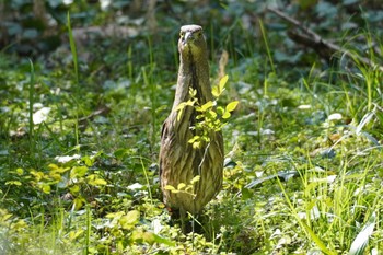 ミゾゴイ 水元公園 2024年3月17日(日)