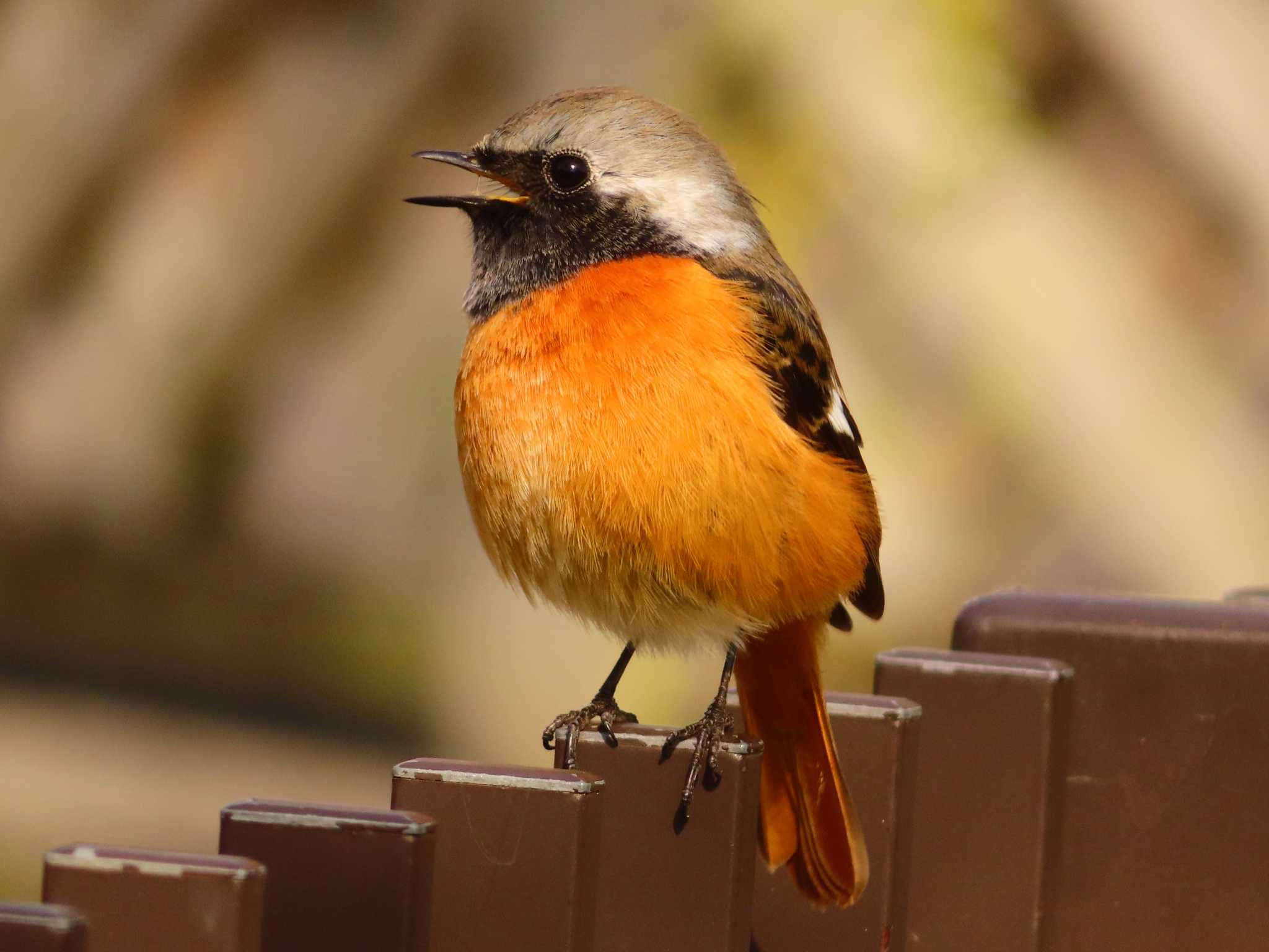 Daurian Redstart