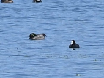 ヨシガモ 江津湖 2024年3月27日(水)