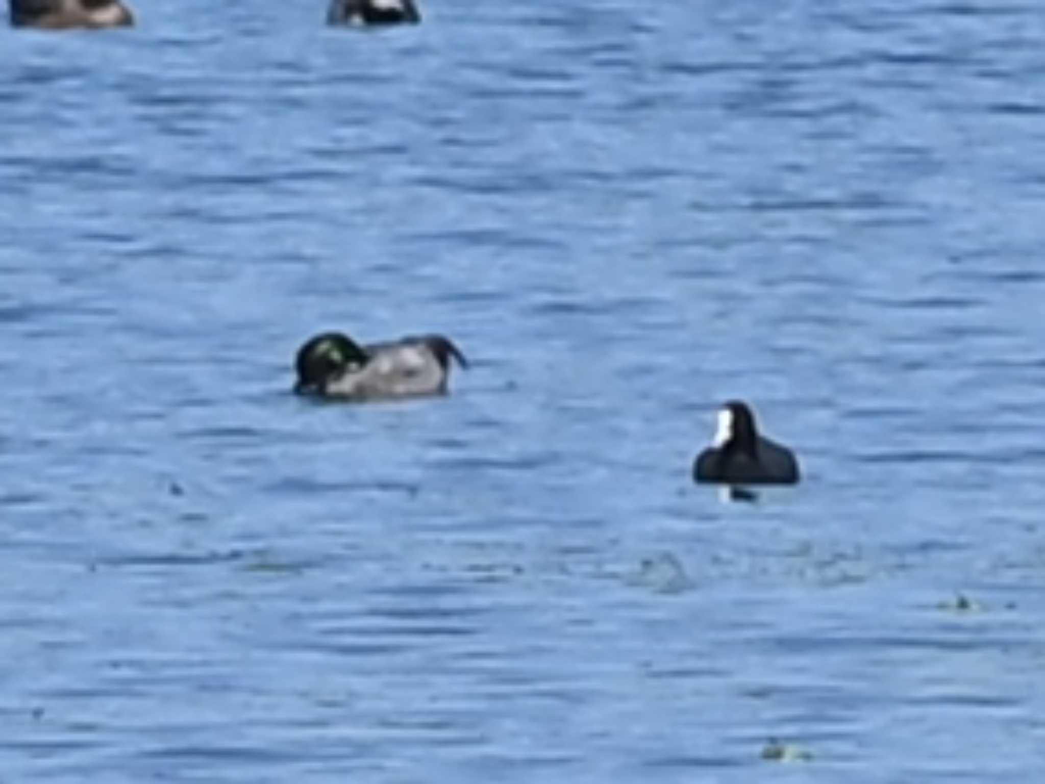 Falcated Duck