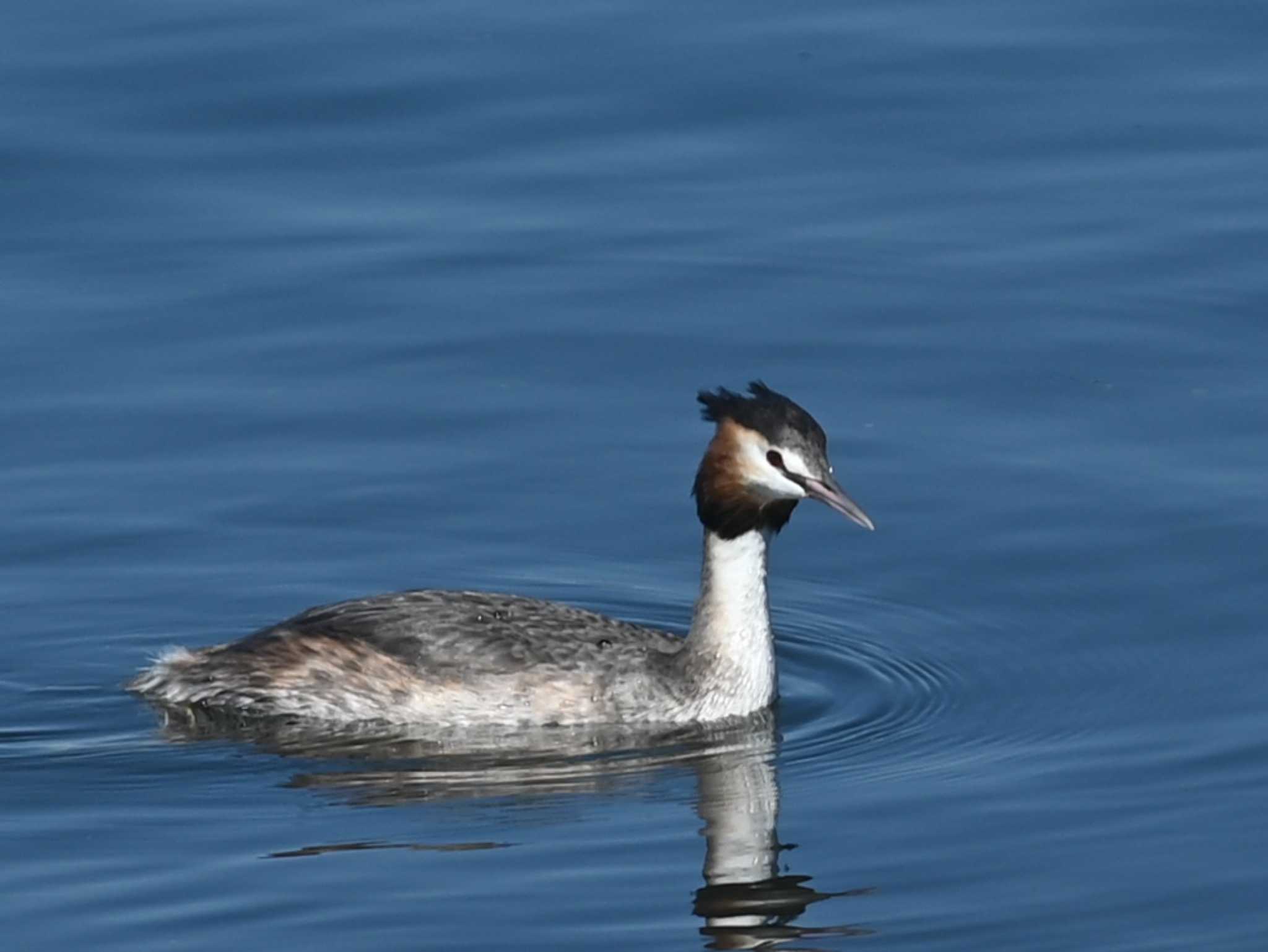 Photo of Great Crested Grebe at 江津湖 by jo6ehm