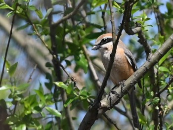 Bull-headed Shrike 江津湖 Wed, 3/27/2024