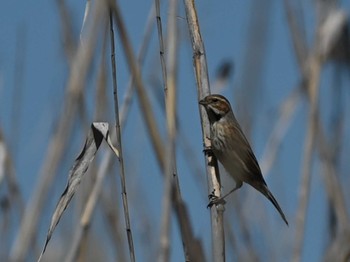 Common Reed Bunting 江津湖 Wed, 3/27/2024