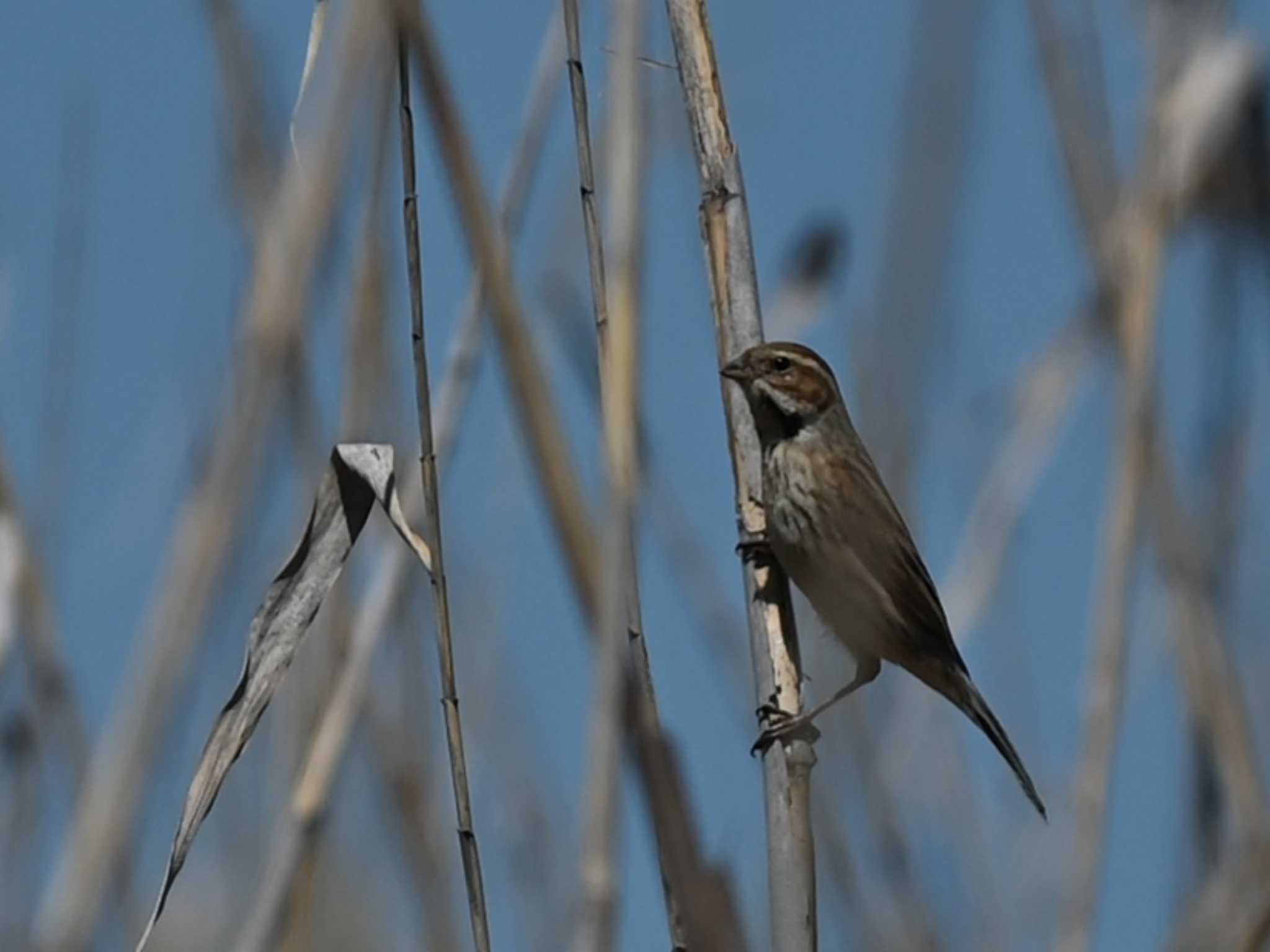 Common Reed Bunting