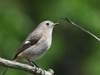 2024年3月27日(水) 江津湖の野鳥観察記録