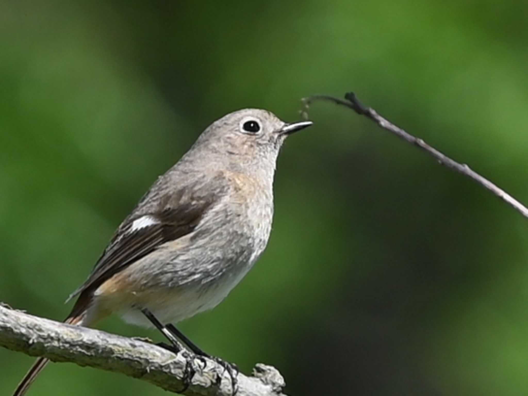 Daurian Redstart