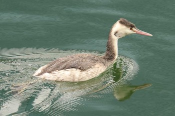 カンムリカイツブリ 大阪城公園 2024年2月18日(日)