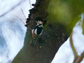 Great Spotted Woodpecker 柏市水生水辺公園 Wed, 3/27/2024