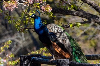 Indian Peafowl 雨引観音 Wed, 3/27/2024