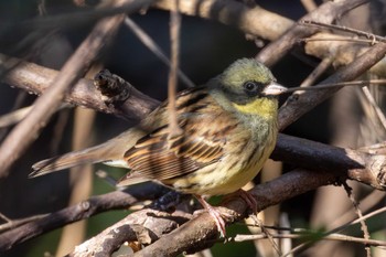 Masked Bunting 雨引観音 Wed, 3/27/2024