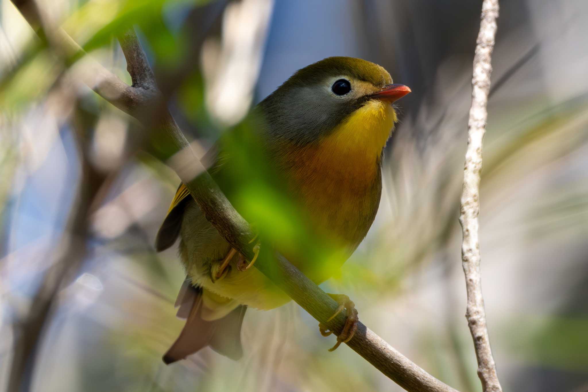 Photo of Red-billed Leiothrix at 雨引観音 by MNB EBSW