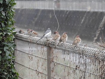 2018年12月16日(日) 東京都町田市の野鳥観察記録