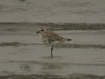 ダイゼン ふなばし三番瀬海浜公園 2024年3月24日(日)