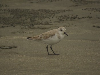 ミユビシギ ふなばし三番瀬海浜公園 2024年3月24日(日)