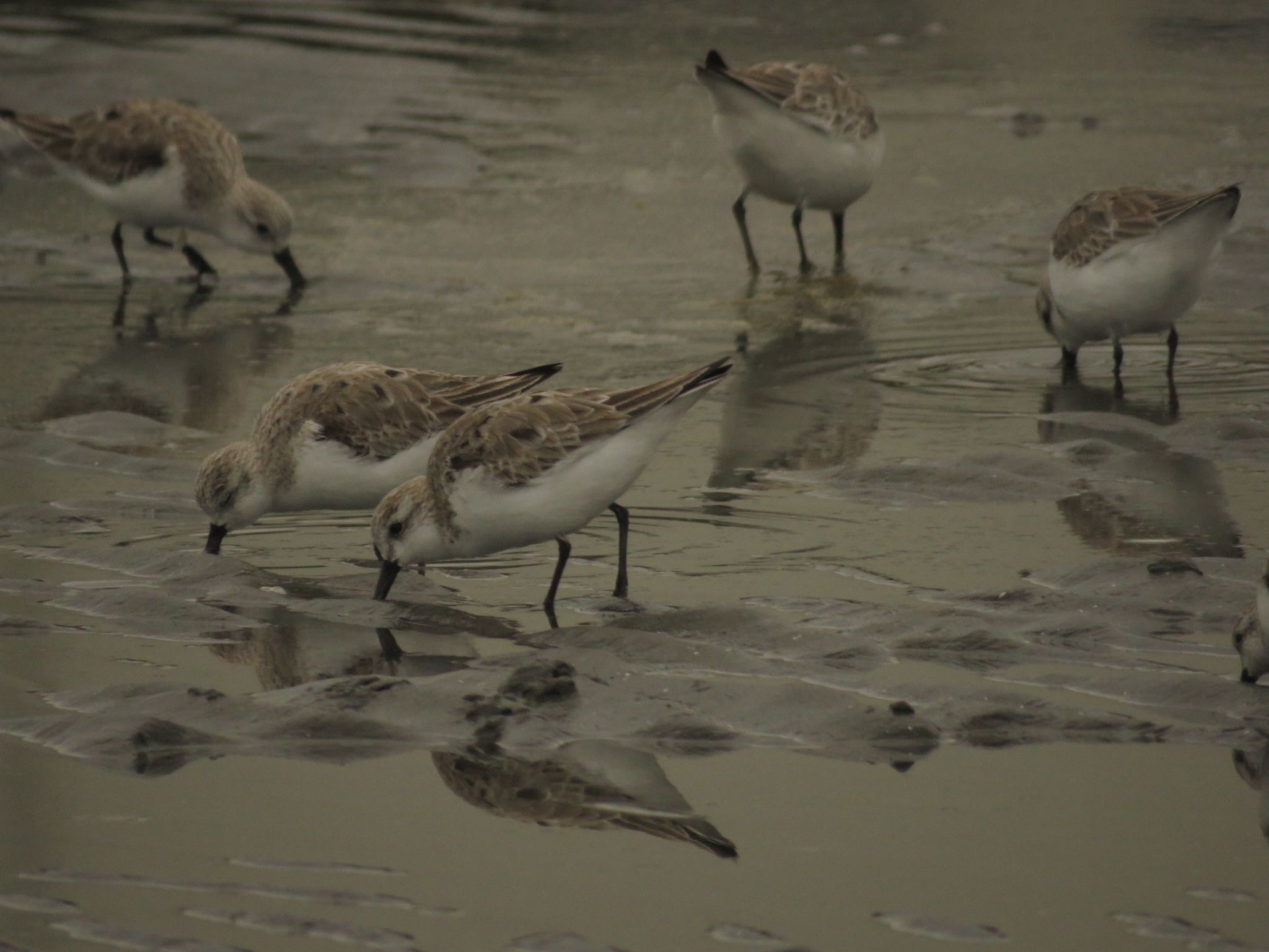 Photo of Sanderling at Sambanze Tideland by me.tdkr♪