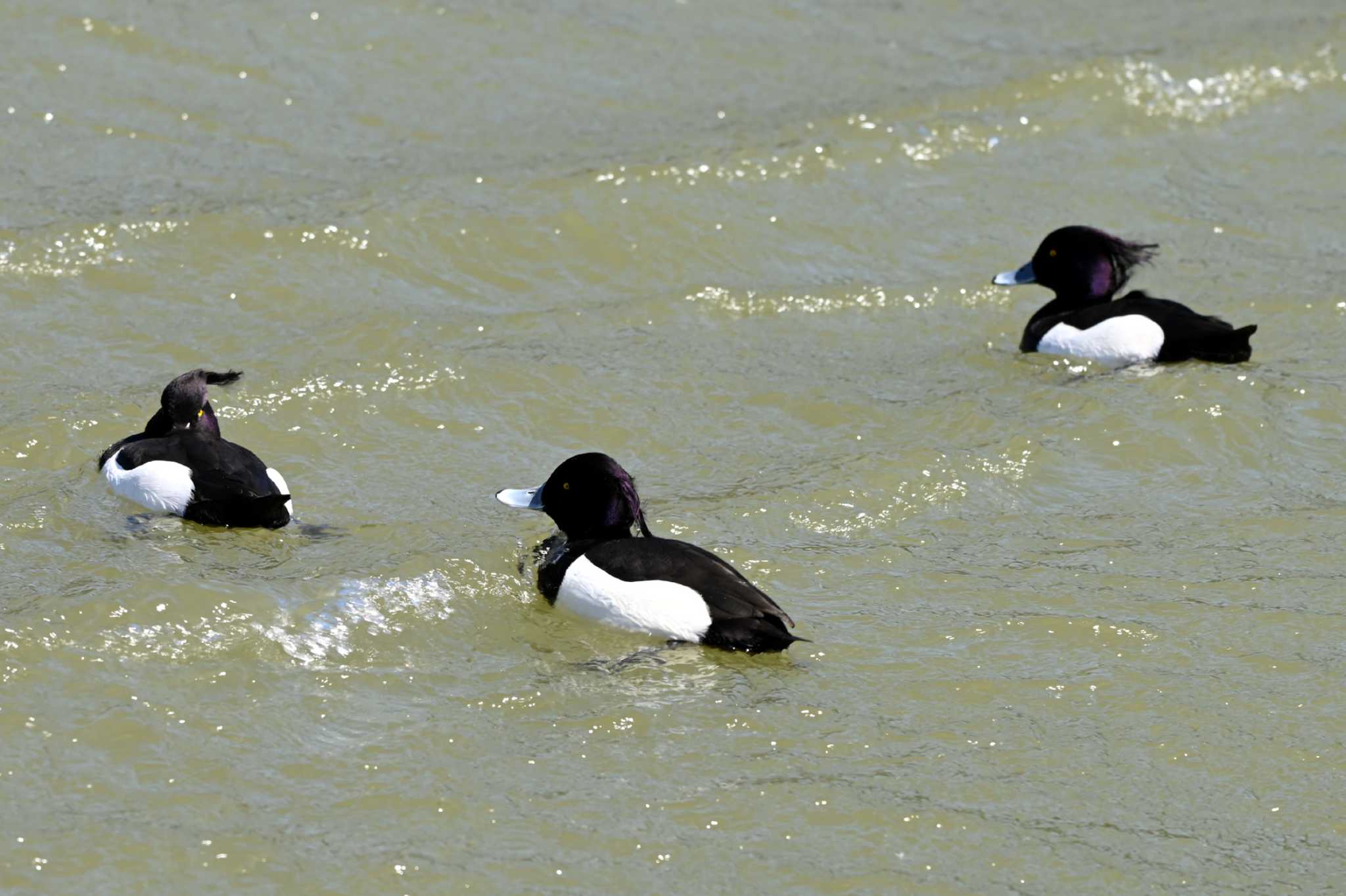 Photo of Tufted Duck at 聚楽園公園 by ポッちゃんのパパ