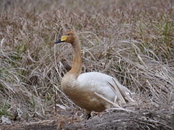 Whooper Swan 麻機遊水地 Wed, 3/27/2024