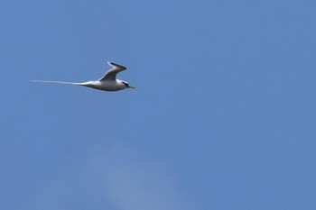 シラオネッタイチョウ サイパン島 2024年3月14日(木)