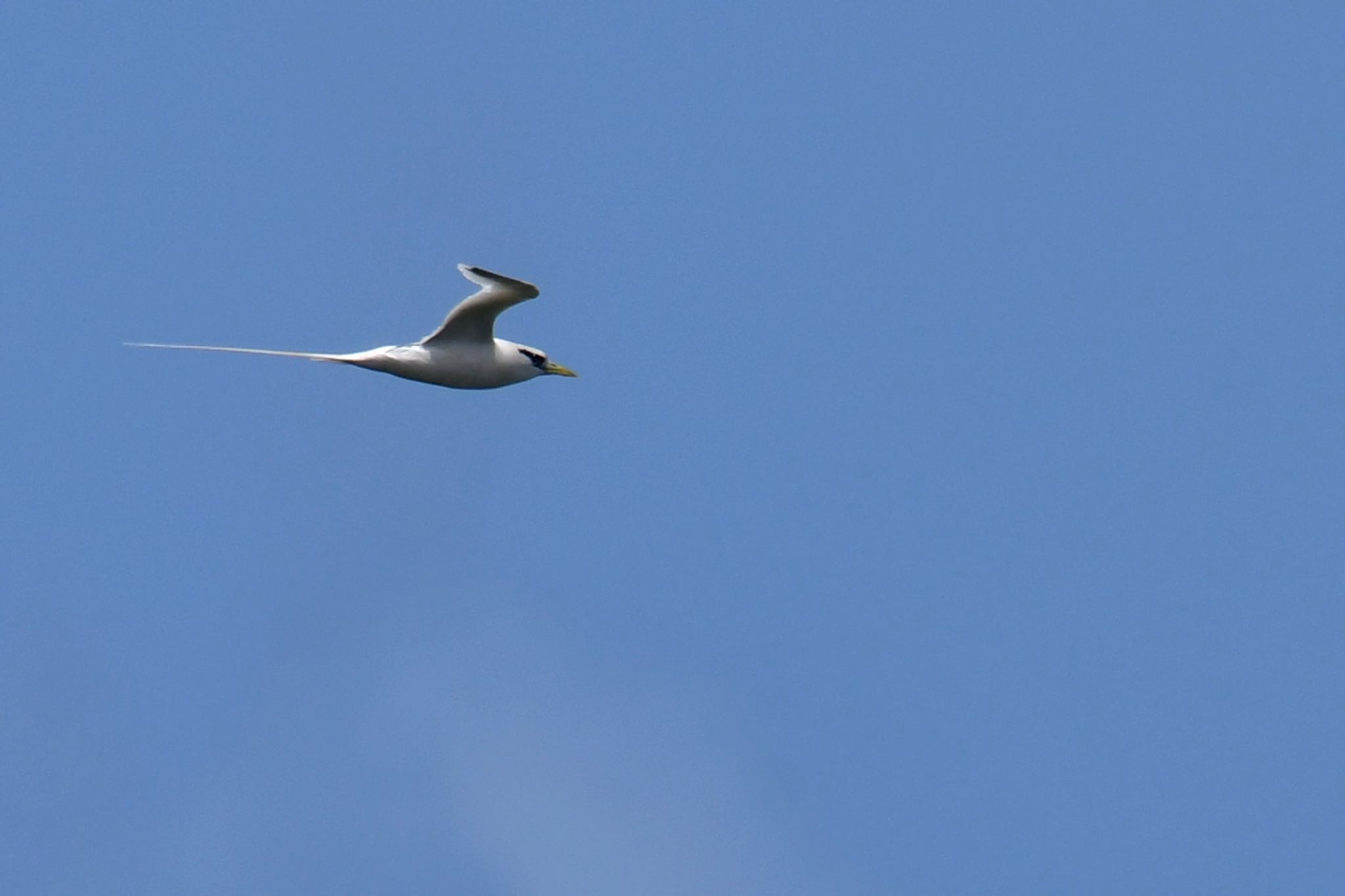 Photo of White-tailed Tropicbird at Saipan by ひじき