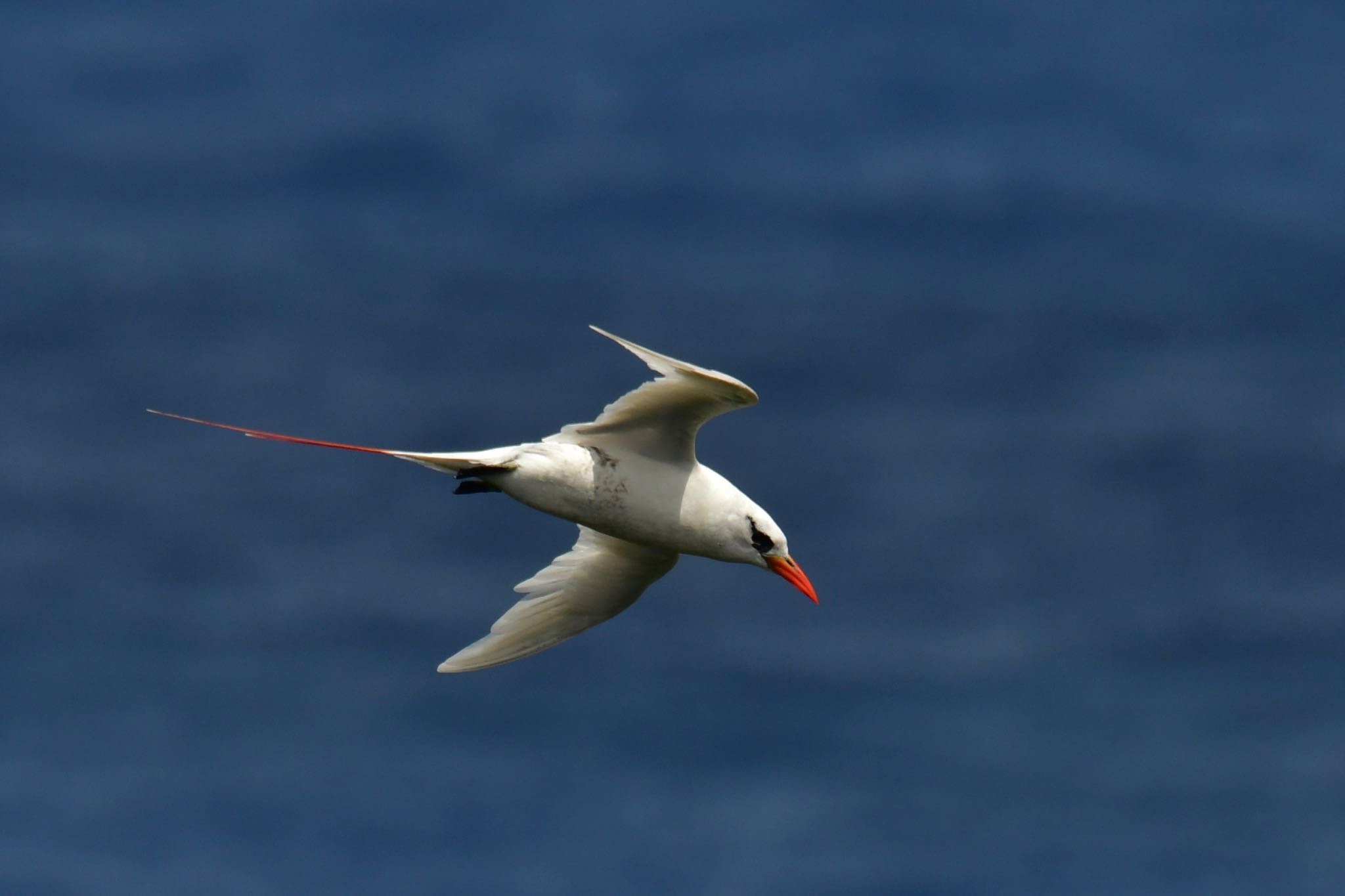 Photo of Red-tailed Tropicbird at Saipan by ひじき